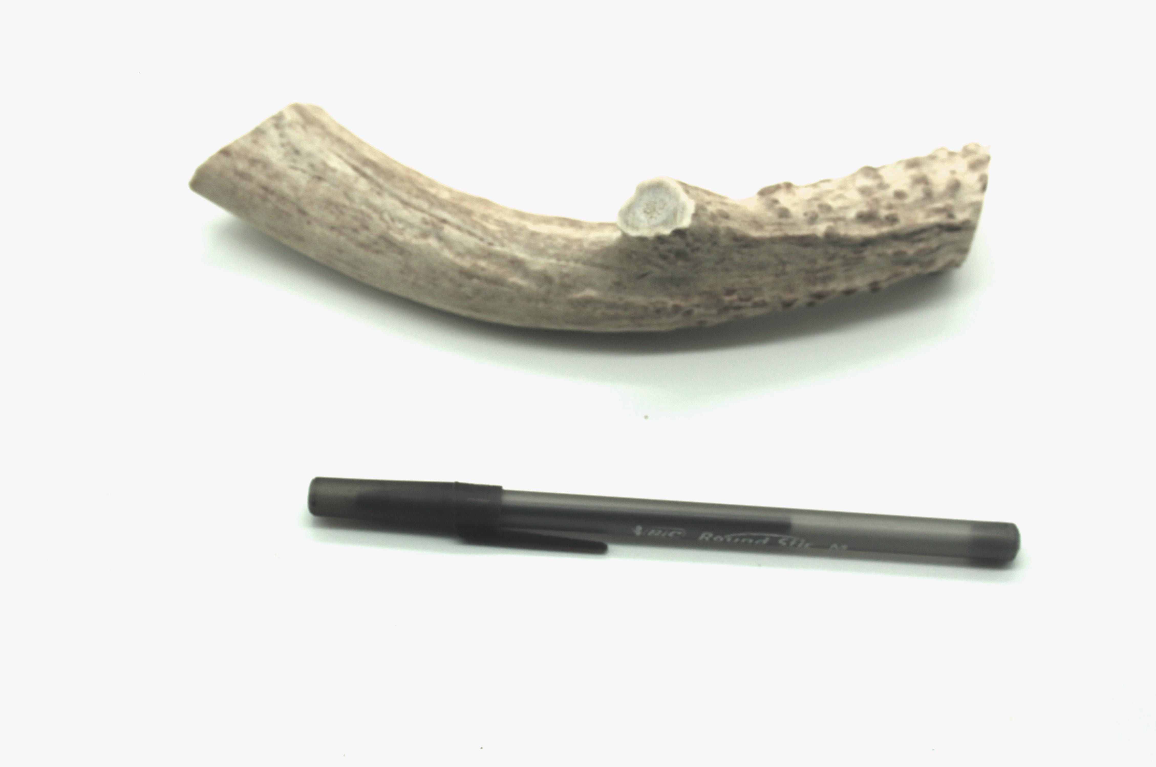 Regular Antler 6 to 9 inch long antler BullySticks.ca