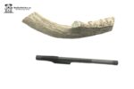 Jumbo Naturally Shed Antler 10 Pack 15.50 each antler