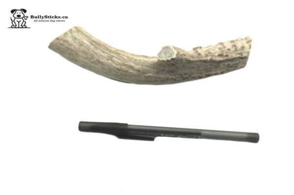 Jumbo Naturally Shed Antler 10 Pack 15.50 each antler
