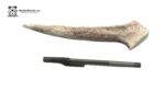 Medium Naturally Shed Antler