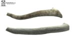 Regular Antler 6 to 9 inch long antler