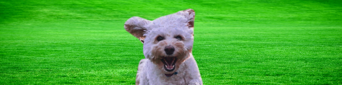 Small Dogs