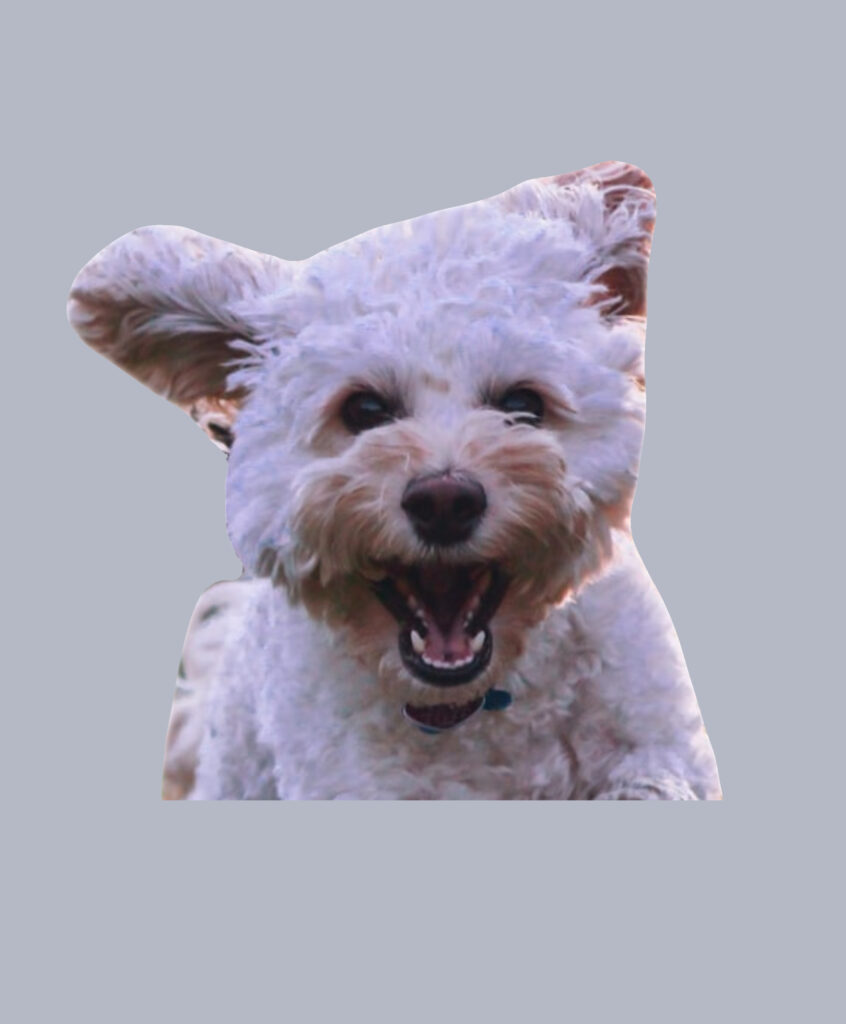 100% Natural Chews for Small Dogs - BullySticks.ca